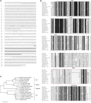 Fish RIP1 Mediates Innate Antiviral Immune Responses Induced by SGIV and RGNNV Infection